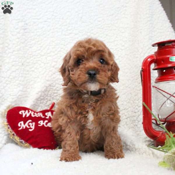 Mocha, Cavapoo Puppy