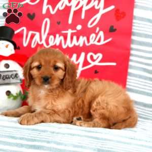 Mocha, Cavapoo Puppy