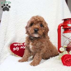 Mocha, Cavapoo Puppy