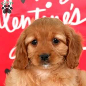 Mocha, Cavapoo Puppy