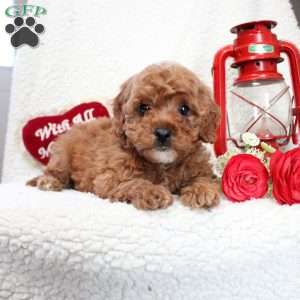 Mocha, Cavapoo Puppy