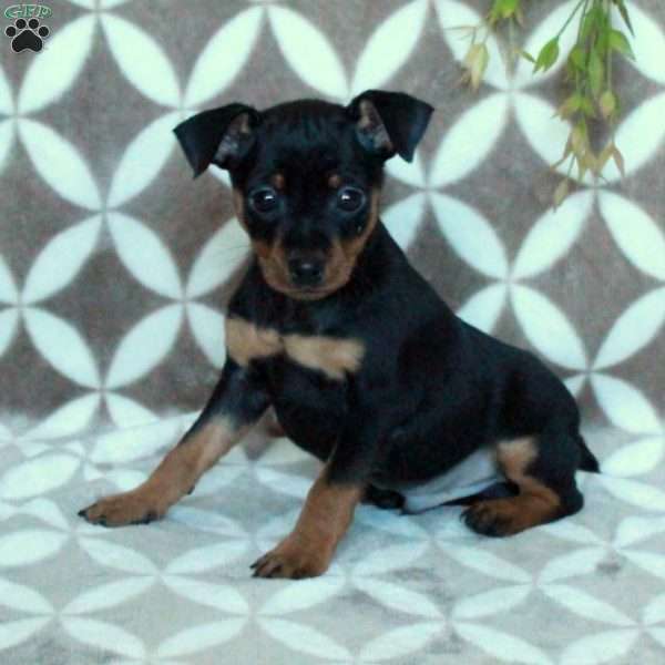 Moe, Miniature Pinscher Puppy