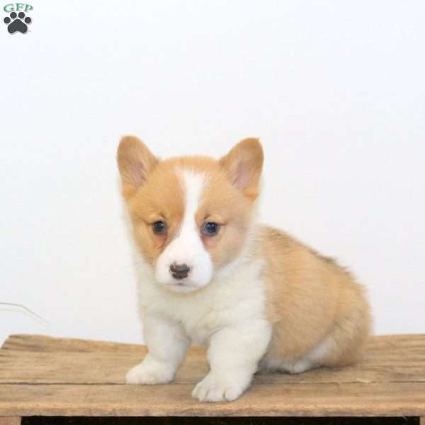 Moe, Pembroke Welsh Corgi Puppy