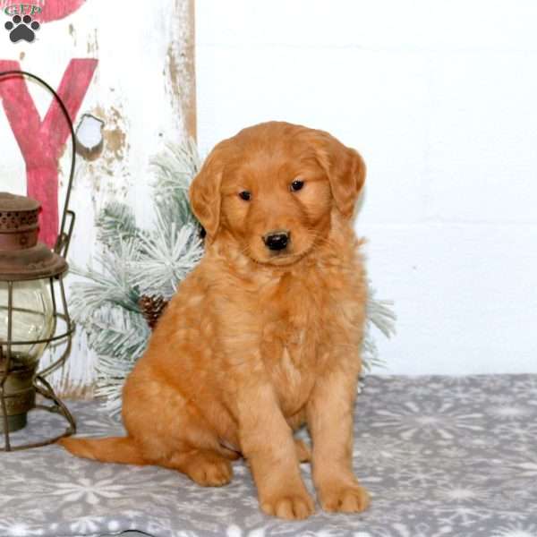 Moe, Golden Retriever Puppy