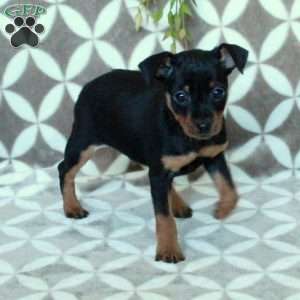 Moe, Miniature Pinscher Puppy