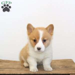 Moe, Pembroke Welsh Corgi Puppy