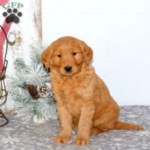 Moe, Golden Retriever Puppy