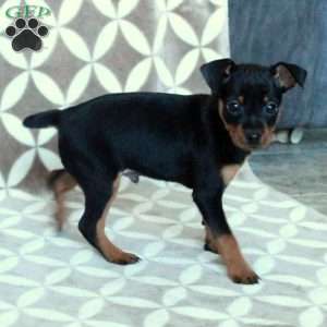 Moe, Miniature Pinscher Puppy