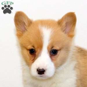 Moe, Pembroke Welsh Corgi Puppy