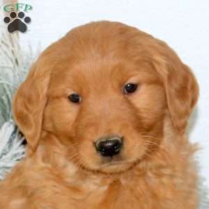 Moe, Golden Retriever Puppy