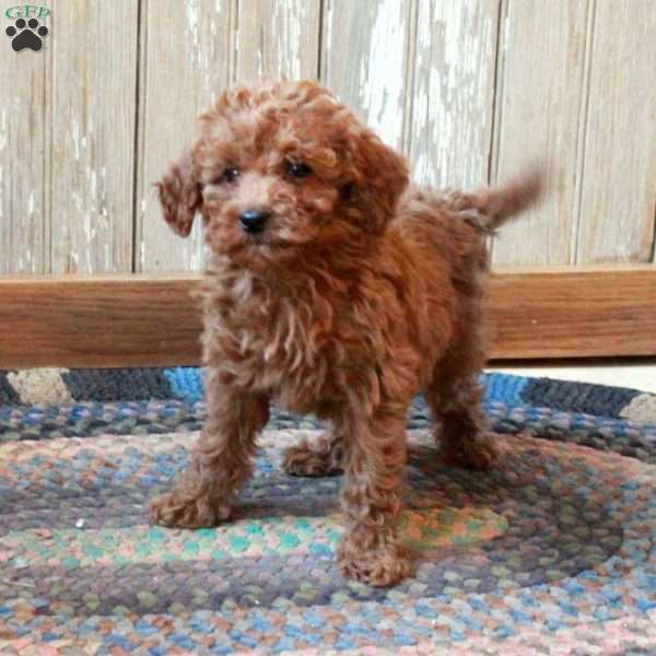 Moira, Miniature Poodle Puppy