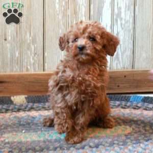 Moira, Miniature Poodle Puppy