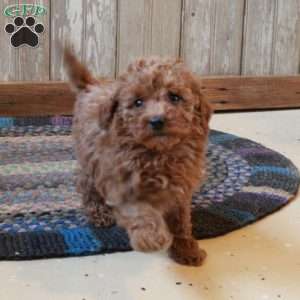 Moira, Miniature Poodle Puppy