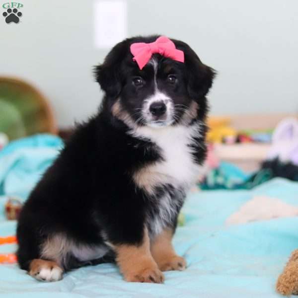 Molly, Miniature Australian Shepherd Puppy