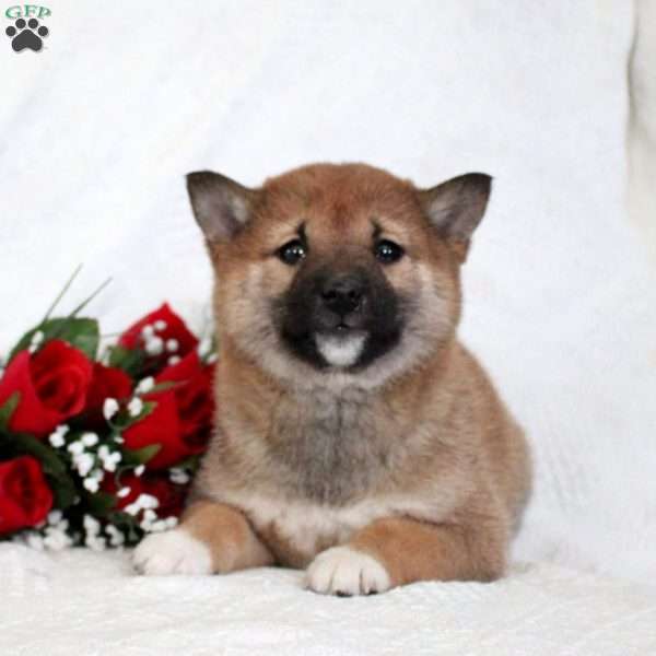 Molly, Shiba Inu Puppy