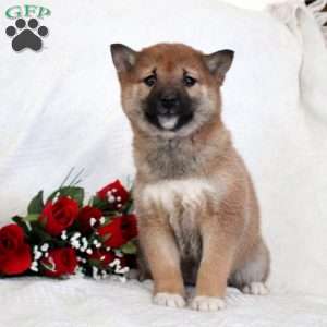 Molly, Shiba Inu Puppy