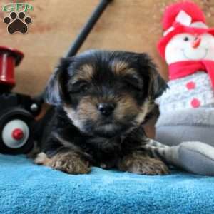 Molly, Yorkie Puppy