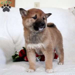 Molly, Shiba Inu Puppy