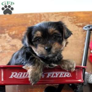 Molly, Yorkie Puppy