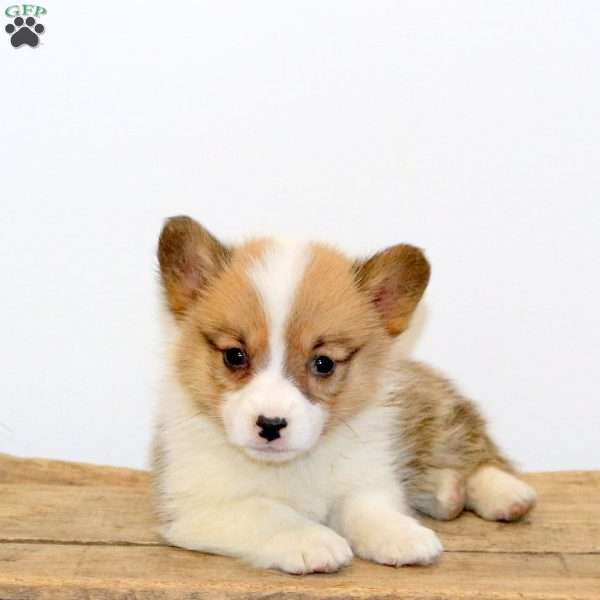 Monica, Pembroke Welsh Corgi Puppy