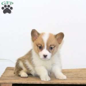 Monica, Pembroke Welsh Corgi Puppy