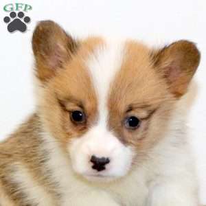 Monica, Pembroke Welsh Corgi Puppy