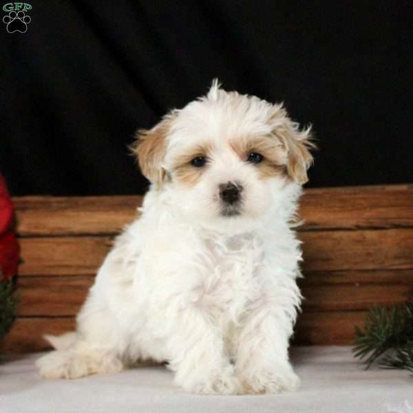 Monica, Maltipoo Puppy