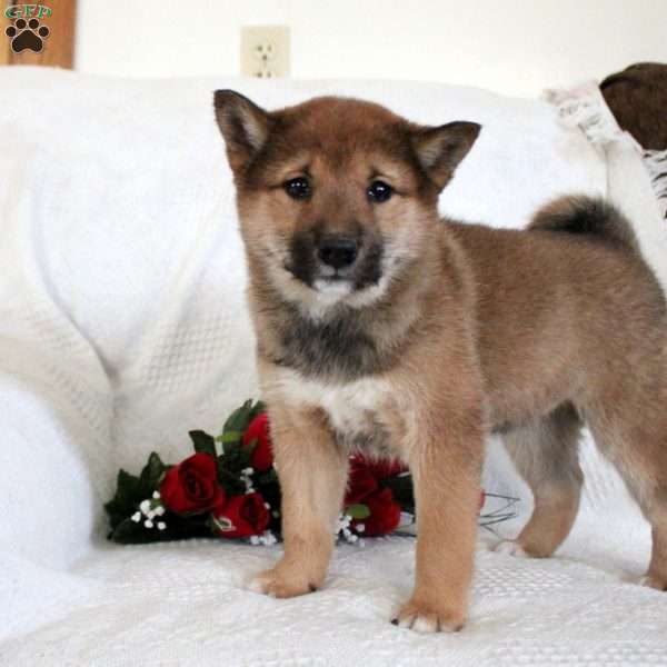 Monica, Shiba Inu Puppy