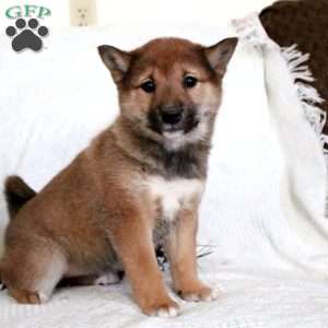 Monica, Shiba Inu Puppy