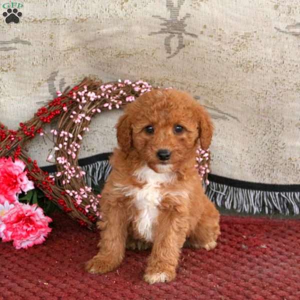 Monty, Cavapoo Puppy