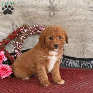 Monty, Cavapoo Puppy