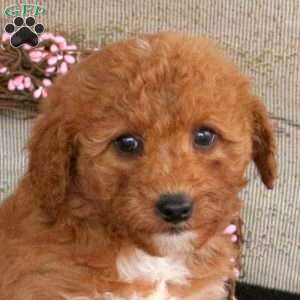 Monty, Cavapoo Puppy