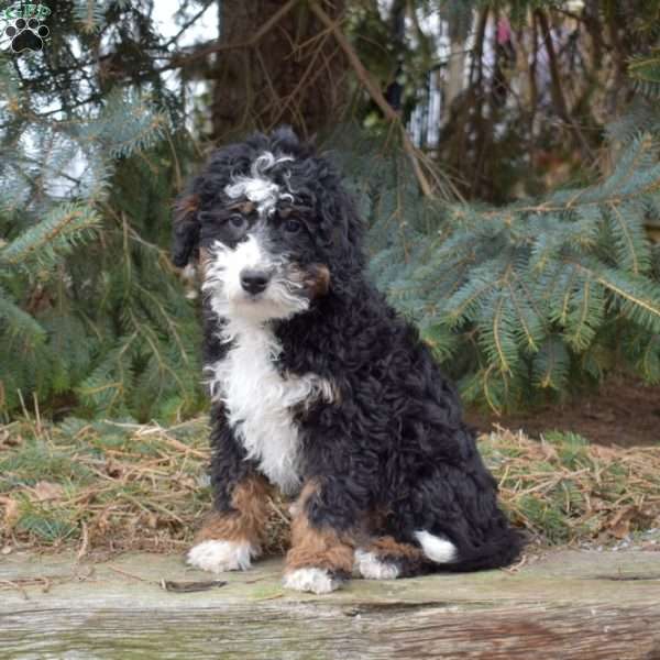 Moose, Mini Bernedoodle Puppy