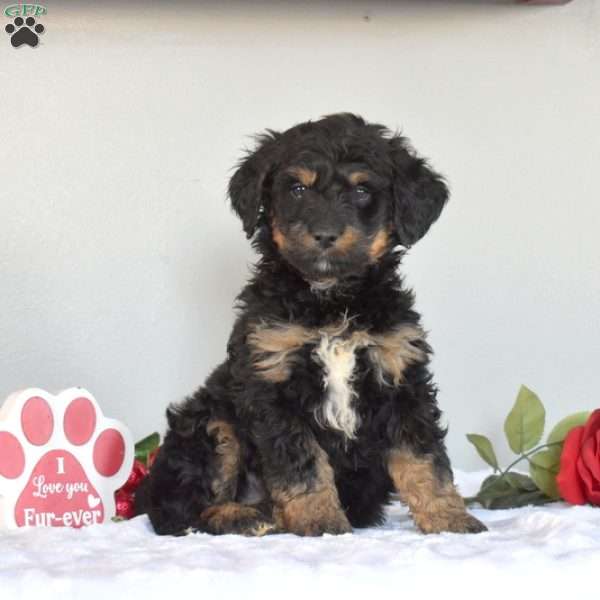 Moose, Mini Bernedoodle Puppy