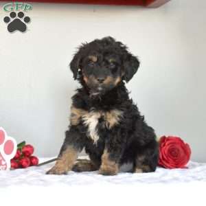 Moose, Mini Bernedoodle Puppy