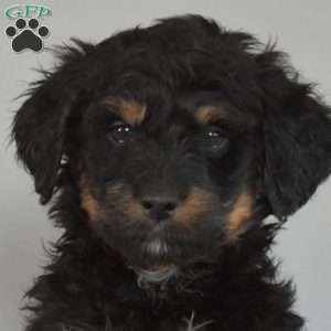 Moose, Mini Bernedoodle Puppy