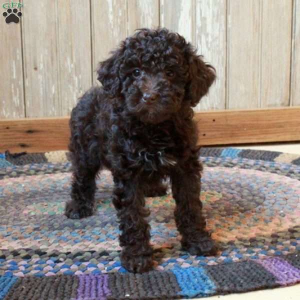 Moxie, Miniature Poodle Puppy