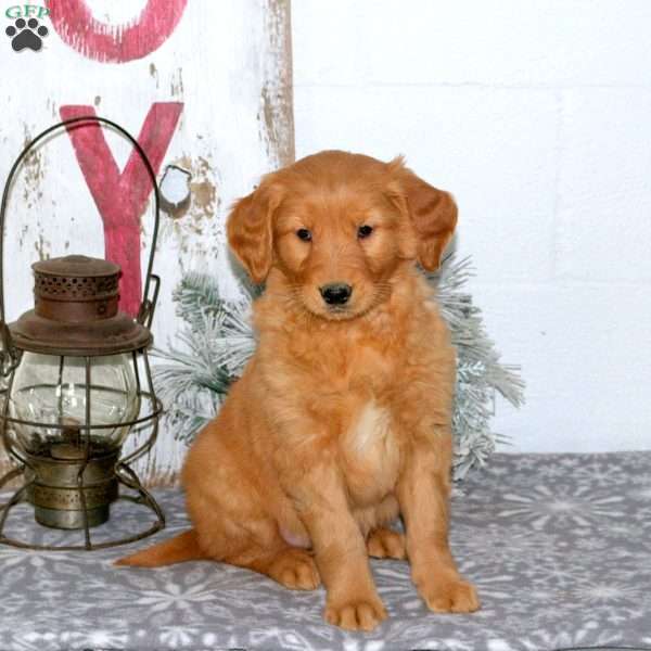 Moxie, Golden Retriever Puppy