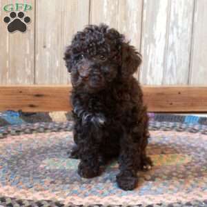 Moxie, Miniature Poodle Puppy