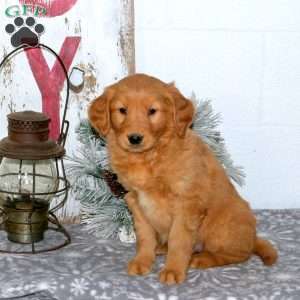 Moxie, Golden Retriever Puppy