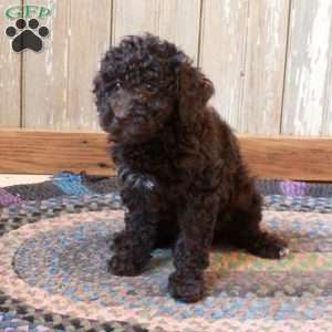 Moxie, Miniature Poodle Puppy