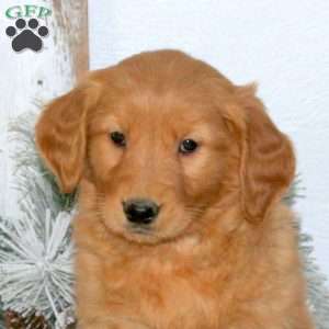 Moxie, Golden Retriever Puppy