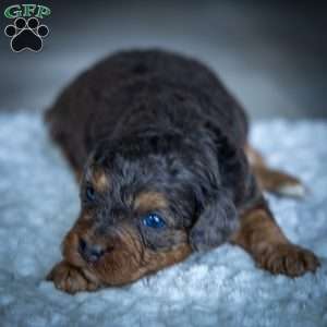 Mufasa, Cavapoo Puppy