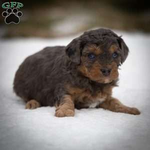 Mufasa, Cavapoo Puppy