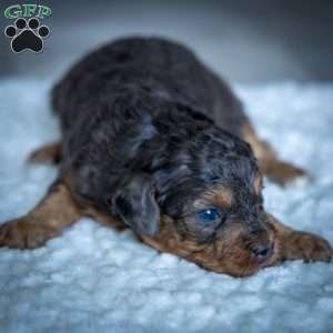 Mufasa, Cavapoo Puppy