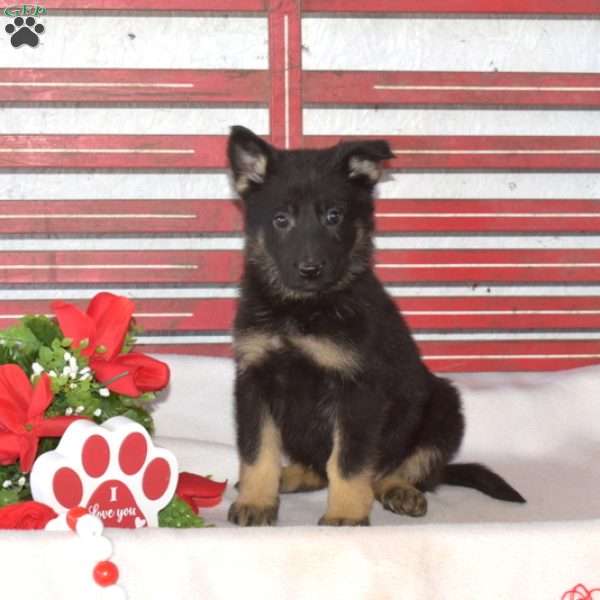 Muffin, German Shepherd Puppy