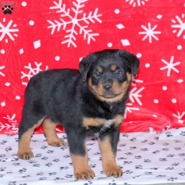 Mumford, Rottweiler Puppy