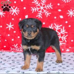 Mumford, Rottweiler Puppy