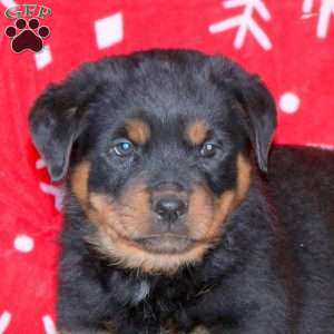 Mumford, Rottweiler Puppy