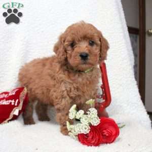 Murphy, Cavapoo Puppy